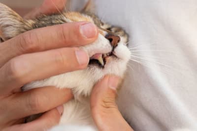 Tooth Resorption in Cats Tooth Resorption in Cats