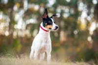 Diarrhea in Dogs - When to Be Concerned Diarrhea in Dogs - When to Be Concerned