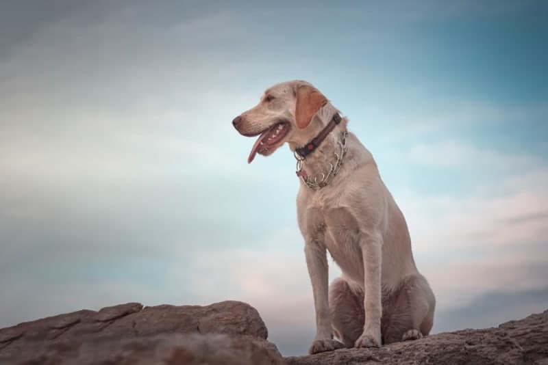 Inflammatory Bowel Disease (IBD) in Dogs Inflammatory Bowel Disease (IBD) in Dogs