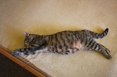 What can I give my cat for allergies? What can I give my cat for allergies?