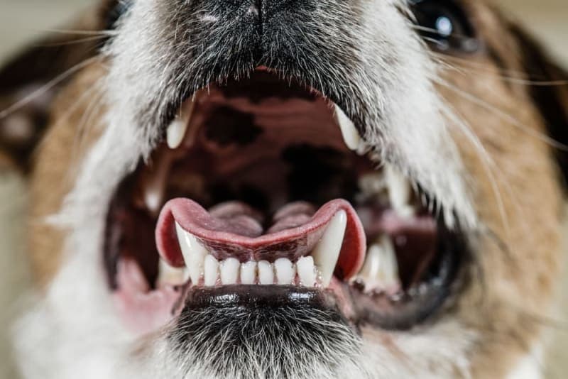 Is a dog's mouth cleaner than a humans? Is a dog's mouth cleaner than a humans?