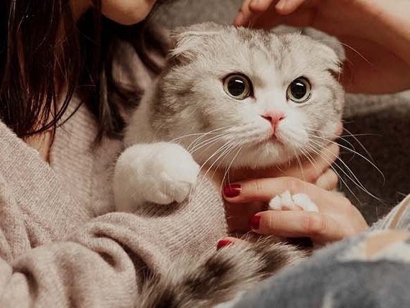 Southborough Veterinary Hospital About Us Hero Image Southborough Veterinary Hospital About Us Hero Image