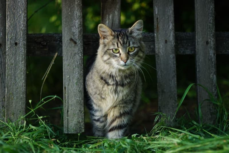 How long does spaying take? How long does spaying take?