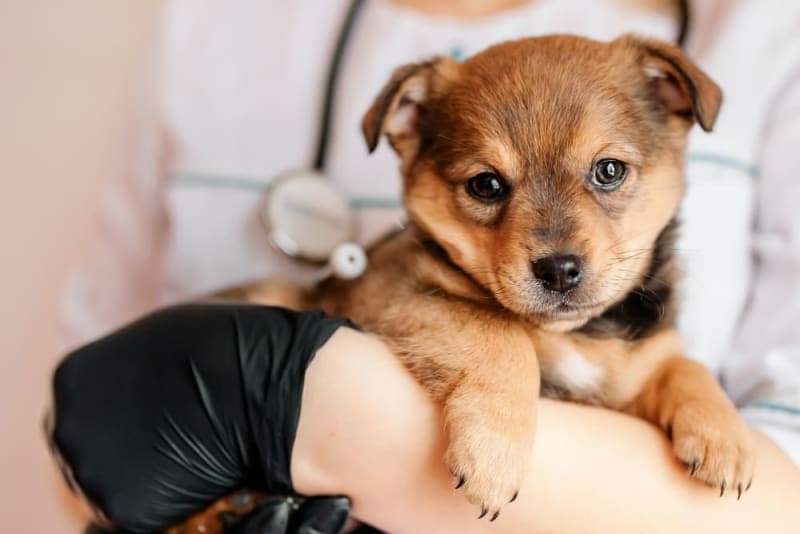 Dog Parvovirus Dog Parvovirus