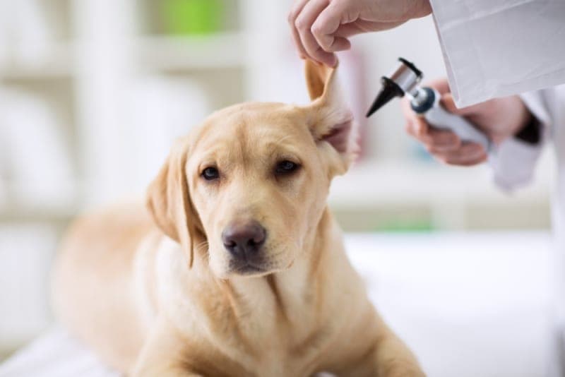 Bleeding in Dog's Ears: Causes & Treatment Bleeding in Dog's Ears: Causes & Treatment