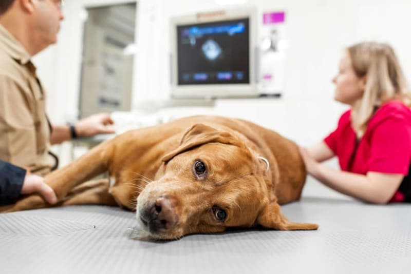 What is animal critical care? What is animal critical care?