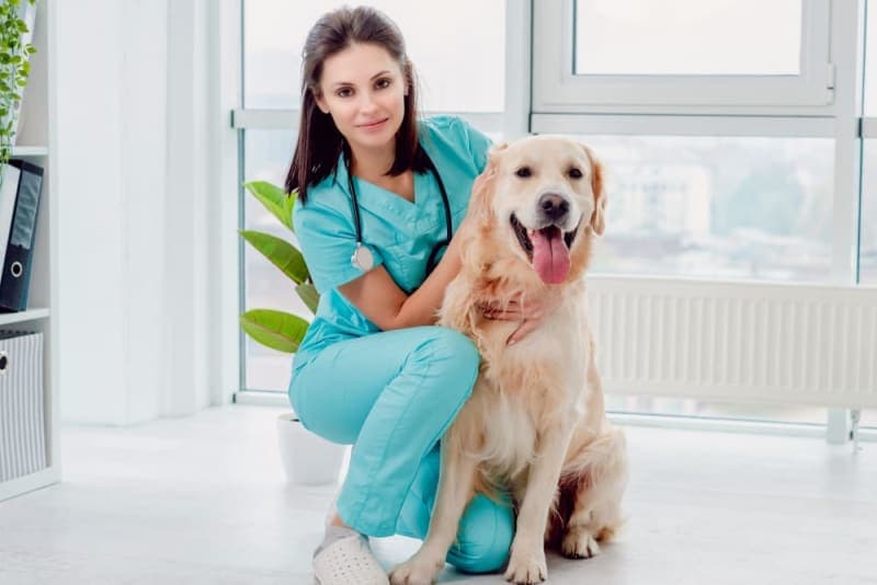 Getting Your Dog Fixed: When & What to Know Getting Your Dog Fixed: When & What to Know