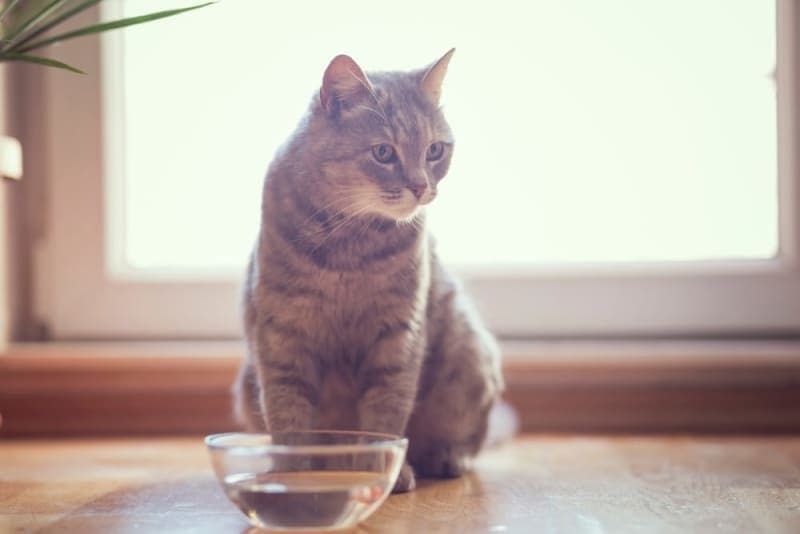 My cat won't drink water, what should I do? My cat won't drink water, what should I do?