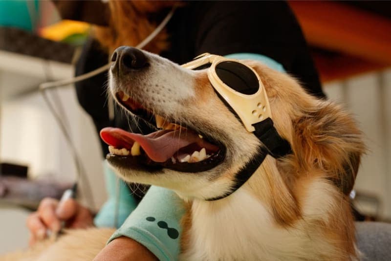 Cold Laser Therapy for Pets Cold Laser Therapy for Pets