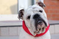 Help! My Dog Ingested Antifreeze. What Should I Do? Help! My Dog Ingested Antifreeze. What Should I Do?