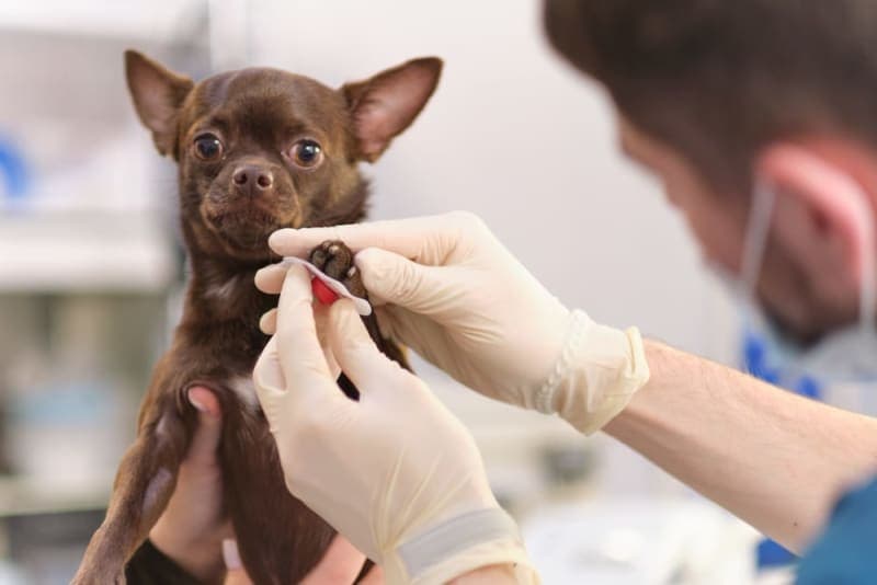 ECG For Pets: When It's Needed ECG For Pets: When It's Needed