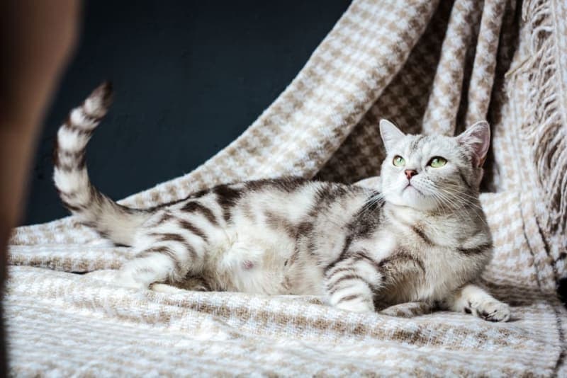 Pregnant Cat: Signs & Care Pregnant Cat: Signs & Care