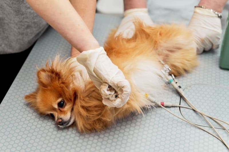 ECG for Pets: When It Is Needed ECG for Pets: When It Is Needed