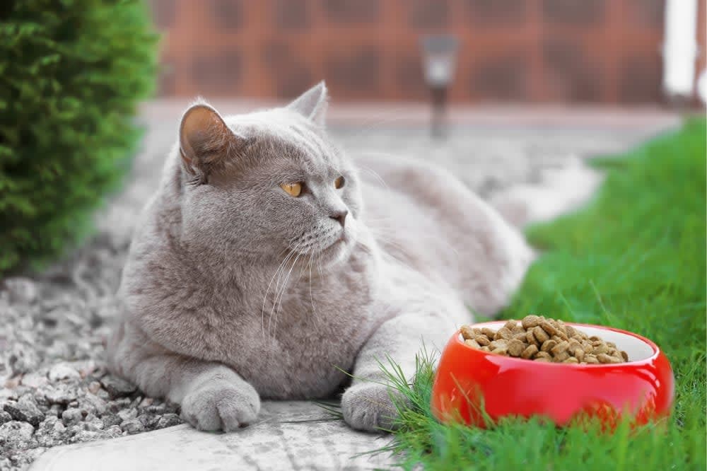 My Cat Won't Eat. Why? My Cat Won't Eat. Why?