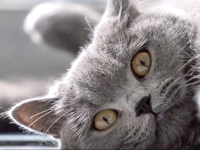 Welcome to Voorhees Veterinary Center About Us Hero Image Welcome to Voorhees Veterinary Center About Us Hero Image