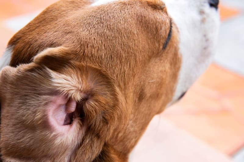 Ear Hematoma Surgery in Dogs Ear Hematoma Surgery in Dogs