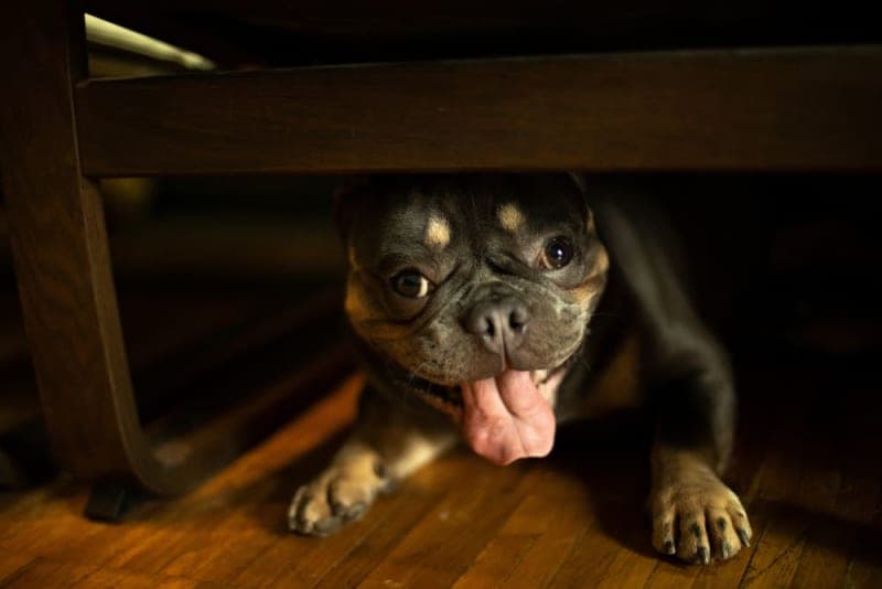 My Dog is Dry Heaving: What Should I Do? My Dog is Dry Heaving: What Should I Do?