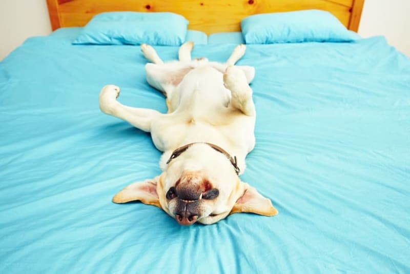What to Do if Your Dog Collapses or Passes Out What to Do if Your Dog Collapses or Passes Out