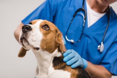 Can a dog have a reaction to the Bordetella vaccine? Can a dog have a reaction to the Bordetella vaccine?