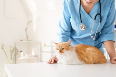What is the FVRCP cat vaccine? What is the FVRCP cat vaccine?