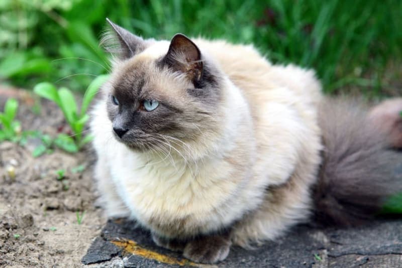 Cat Breeds That Live the Longest Cat Breeds That Live the Longest