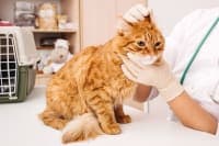 Why Are My Cat's Ears Warm? Why Are My Cat's Ears Warm?