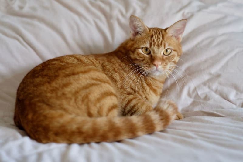 Symptoms of Parvovirus in Cats Symptoms of Parvovirus in Cats