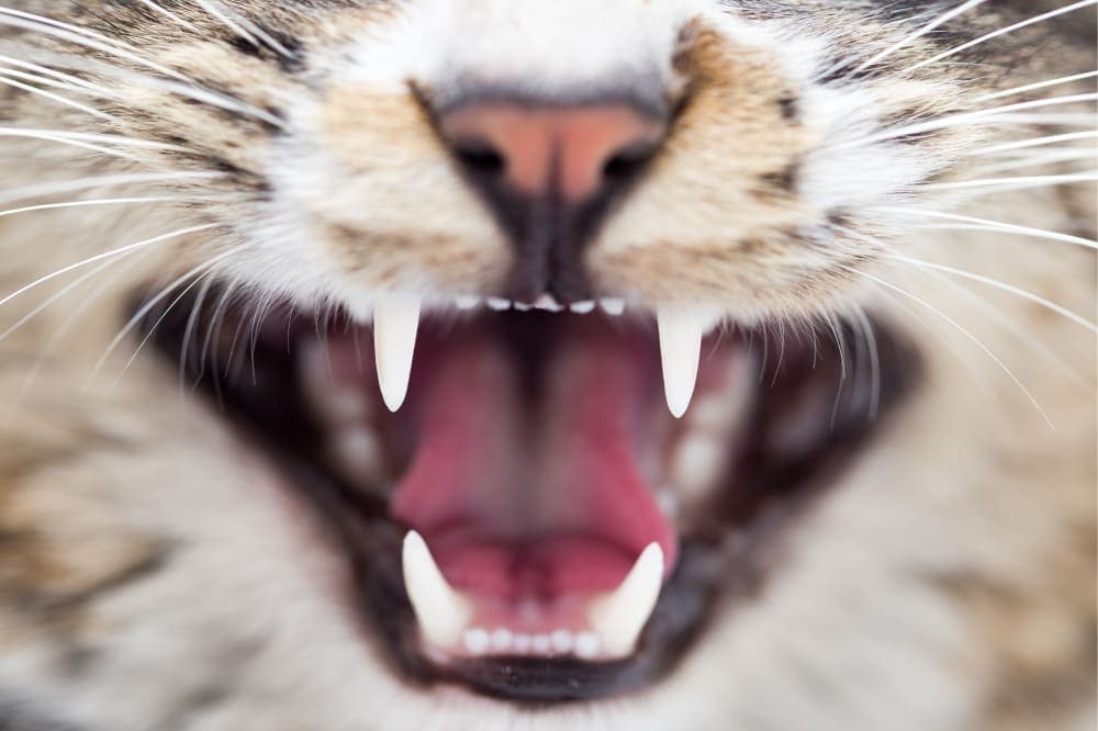 Cat Dental Health: What Every Owner Should Know About a Cat's Dental Hygiene Cat Dental Health: What Every Owner Should Know About a Cat's Dental Hygiene