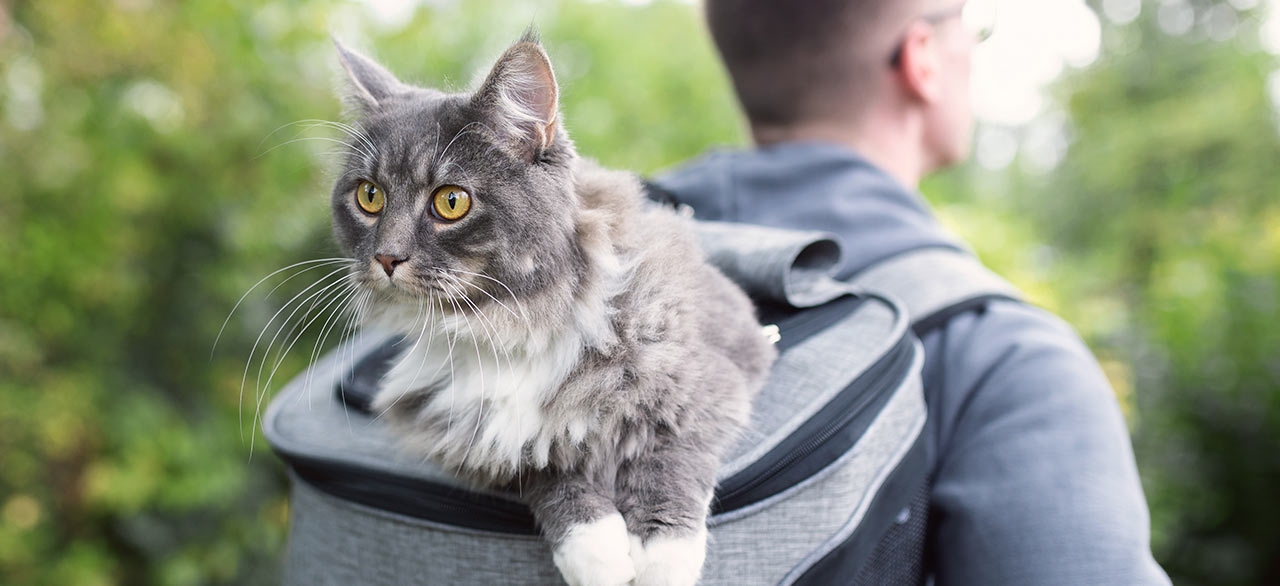 thomasville-veterinary-hospital-banner-3 thomasville-veterinary-hospital-banner-3