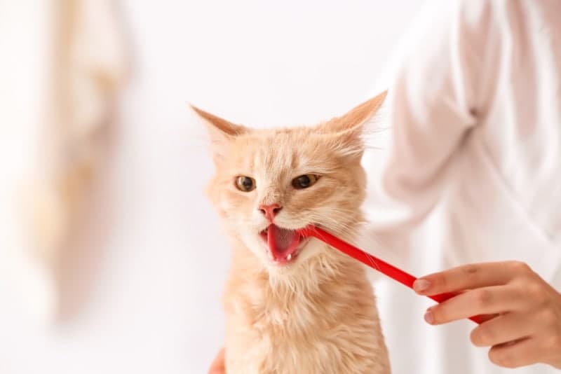 Cat Teeth Cleaning: How to Clean a Cat's Teeth Cat Teeth Cleaning: How to Clean a Cat's Teeth