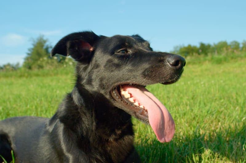 Senior Dog Nose Dripping Senior Dog Nose Dripping