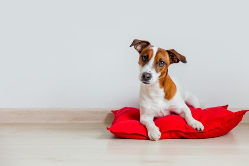 What is parainfluenza in dogs? What is parainfluenza in dogs?