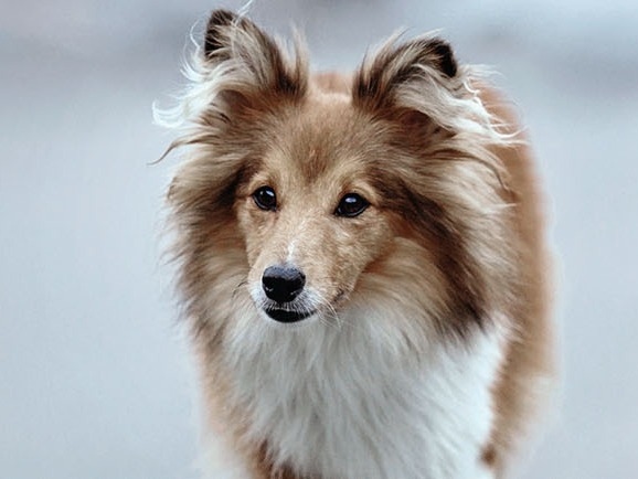 The Pet Hospital (Parkway) About Us Hero Image The Pet Hospital (Parkway) About Us Hero Image