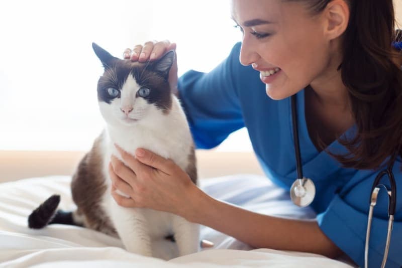 How Often Should I Take My Cat to the Vet? How Often Should I Take My Cat to the Vet?