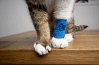 First Aid for Cat Wounds First Aid for Cat Wounds