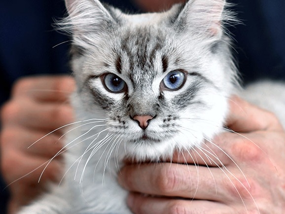 Animal Hospital in North Fort Myers About Us Hero Image Animal Hospital in North Fort Myers About Us Hero Image