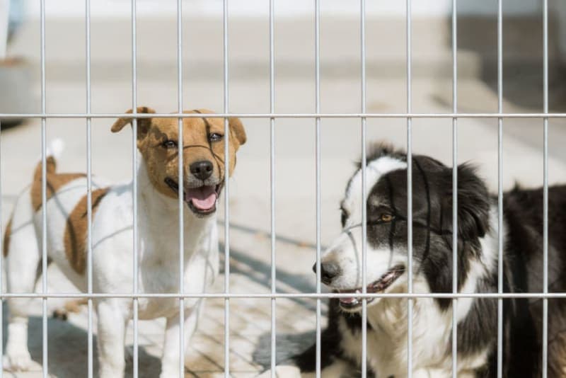 Where to Leave a Dog While on Vacation Where to Leave a Dog While on Vacation