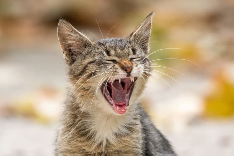 Teething in Kittens Teething in Kittens