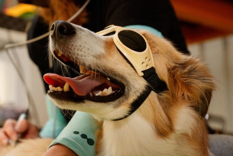 What Is Veterinary Cold Laser Therapy? What Is Veterinary Cold Laser Therapy?