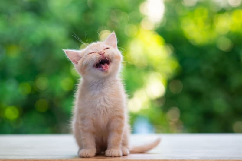 How old do kittens have to be to get fixed? How old do kittens have to be to get fixed?