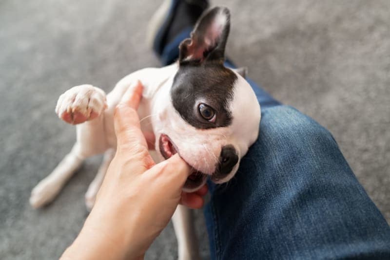 Teething Puppies: Tips & Tricks Teething Puppies: Tips & Tricks