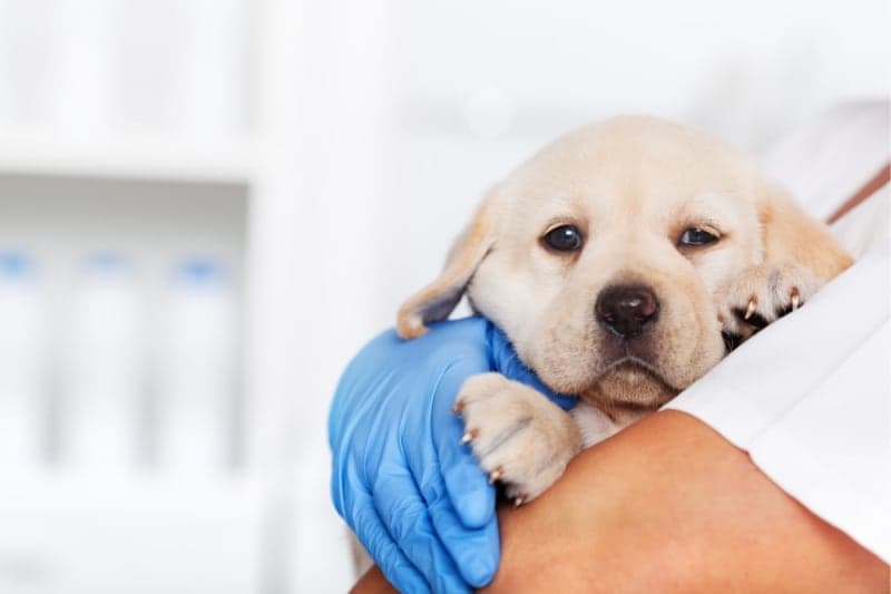 Dog Rabies Vaccine Schedule Dog Rabies Vaccine Schedule