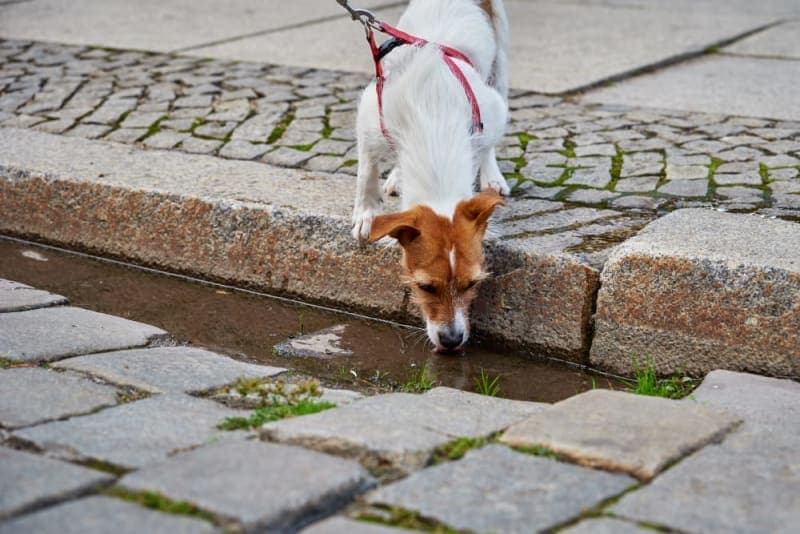 What is leptospirosis in dogs? What is leptospirosis in dogs?