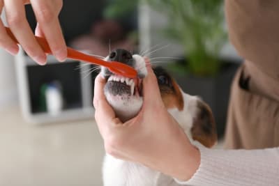 Is a dog's mouth cleaner than a human's mouth? Is a dog's mouth cleaner than a human's mouth?
