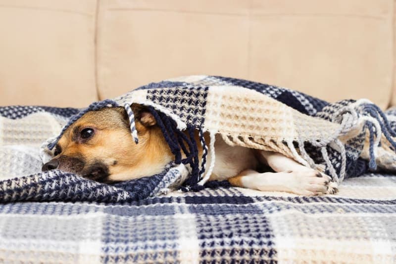 Signs of Pain or Discomfort in Dogs Signs of Pain or Discomfort in Dogs