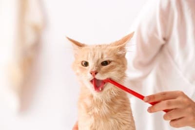 How to Clean a Cat's Teeth How to Clean a Cat's Teeth