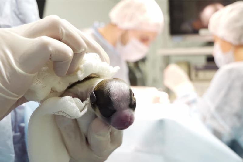 C-Section for Dogs: Everything You Should Know C-Section for Dogs: Everything You Should Know