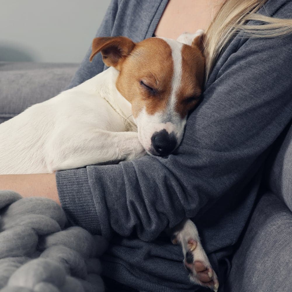 Welcome to Veterinary Medical Center of Long Island Generic Section Image Welcome to Veterinary Medical Center of Long Island Generic Section Image