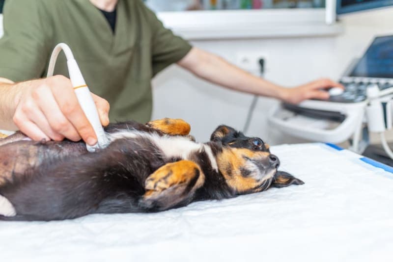 Types of Diagnostic Tests for Pets Types of Diagnostic Tests for Pets