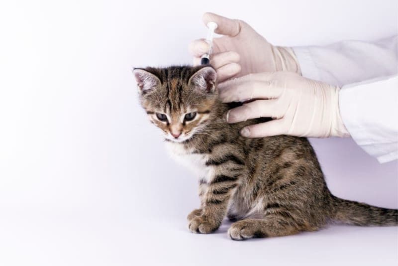 Cat Parvovirus Symptoms Cat Parvovirus Symptoms